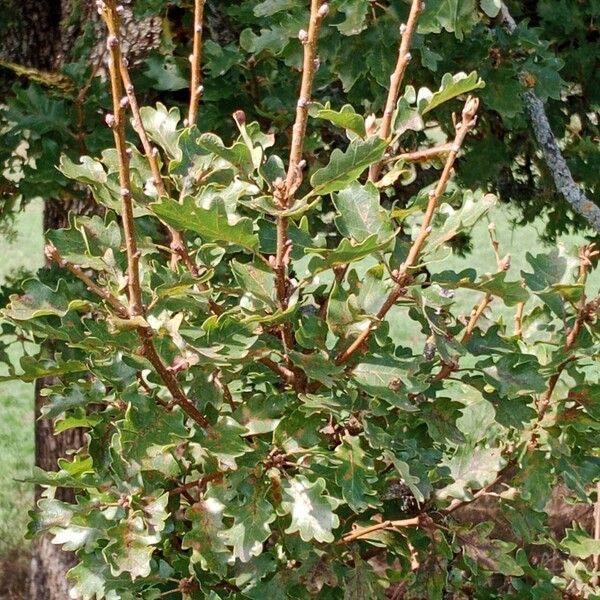 Quercus pubescens Blatt