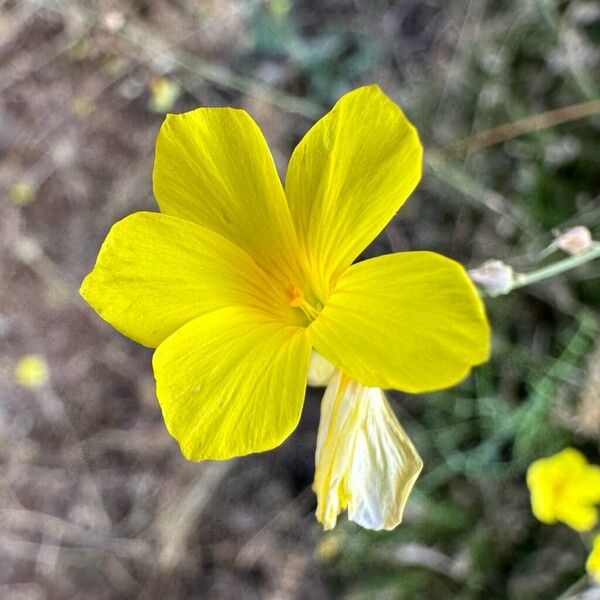 Linum maritimum Floro