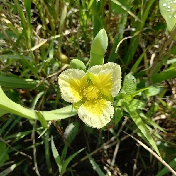 Limnocharis flava Fiore