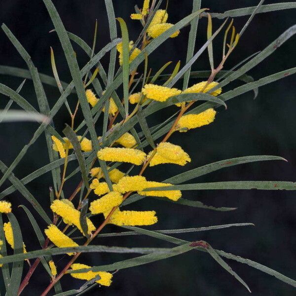 Acacia doratoxylon Cvet