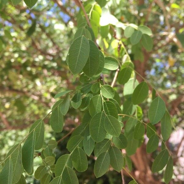 Flueggea virosa Leaf