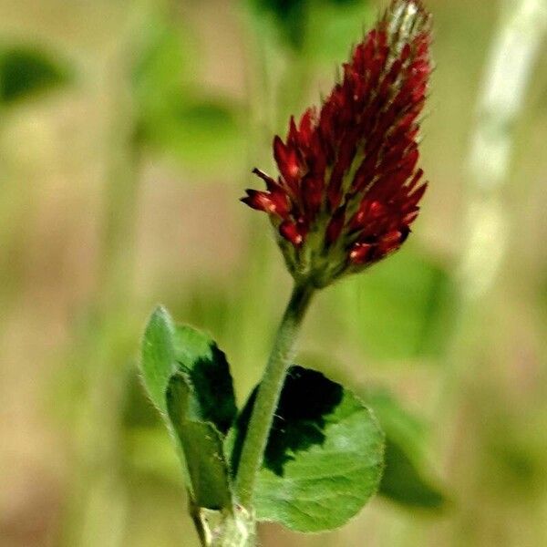 Trifolium incarnatum Цветок