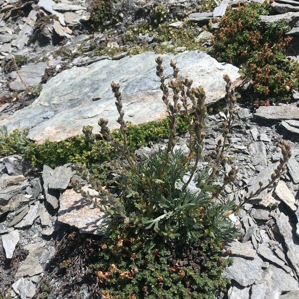 Artemisia genipi Blüte