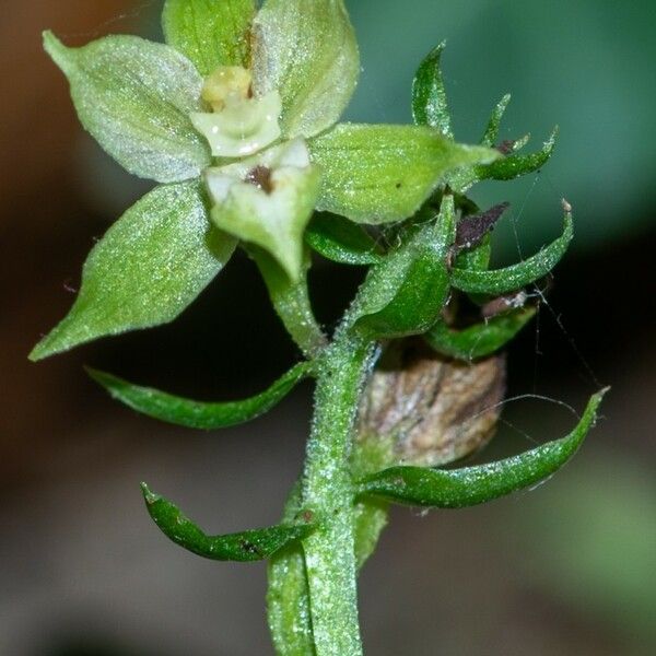 Epipactis albensis Blomma