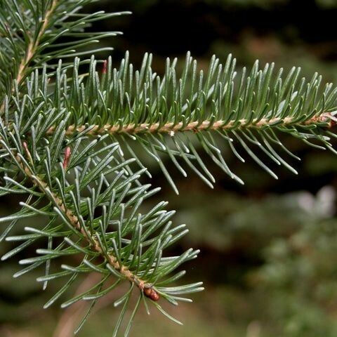 Abies lasiocarpa Leaf