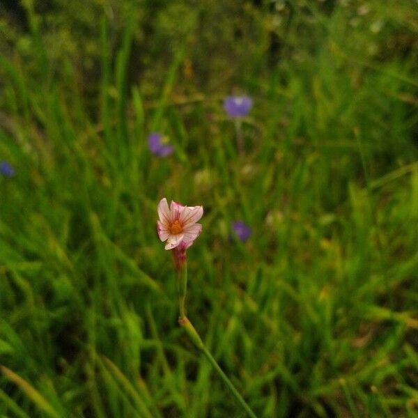 Epilobium palustre Flower