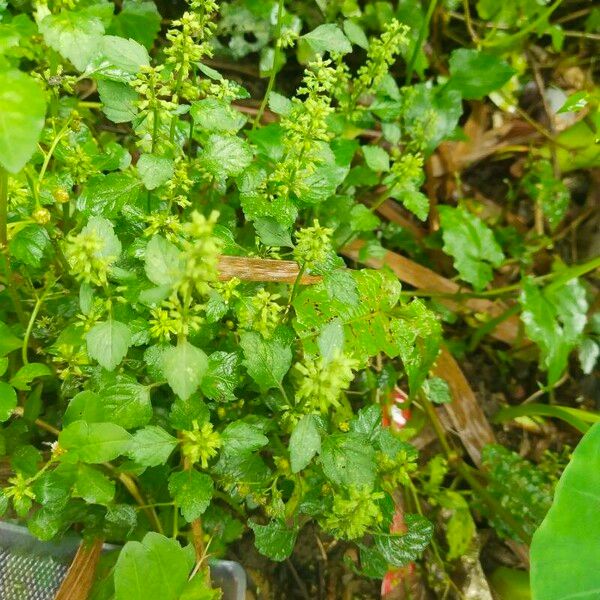 Clinopodium gracile Flor