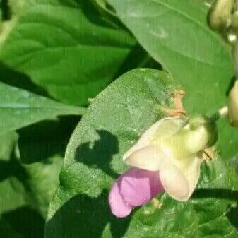 Phaseolus vulgaris Flower