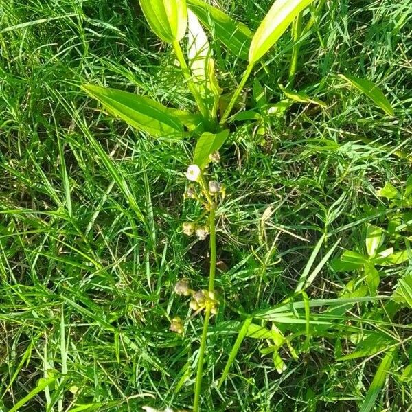 Aquarius palifolius Flor