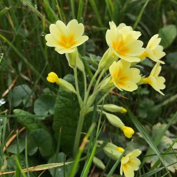 Primula x polyantha Flors