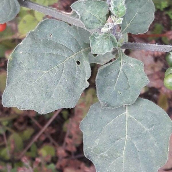 Solanum villosum ഇല