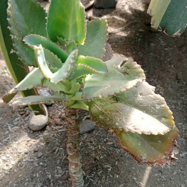 Kalanchoe laetivirens Habitus