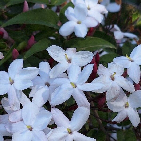 Jasminum polyanthum Kwiat