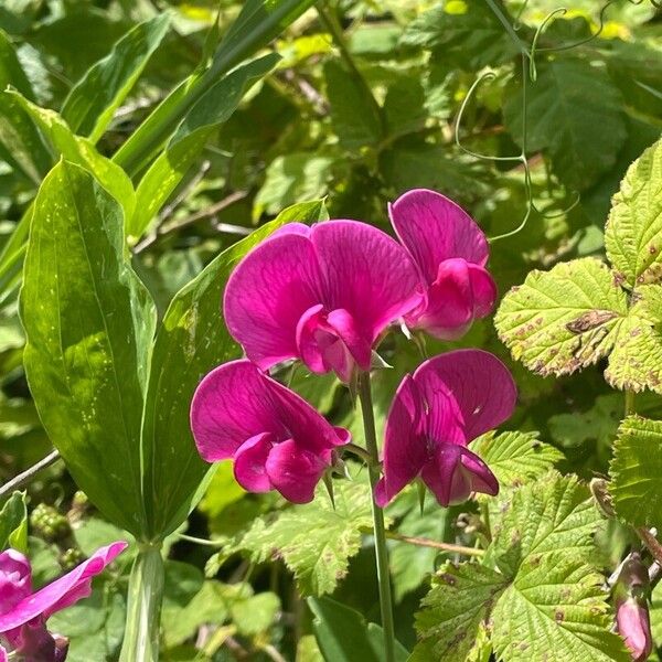 Lathyrus latifolius Fiore