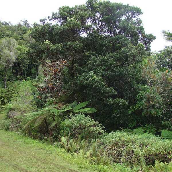 Cryptocarya aristata