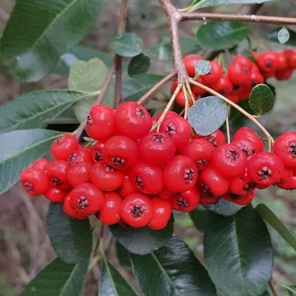 Pyracantha coccinea Gyümölcs