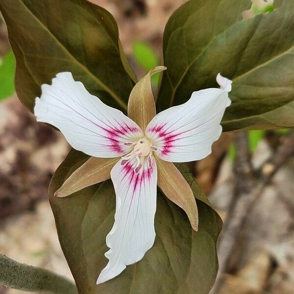 Trillium undulatum പുഷ്പം