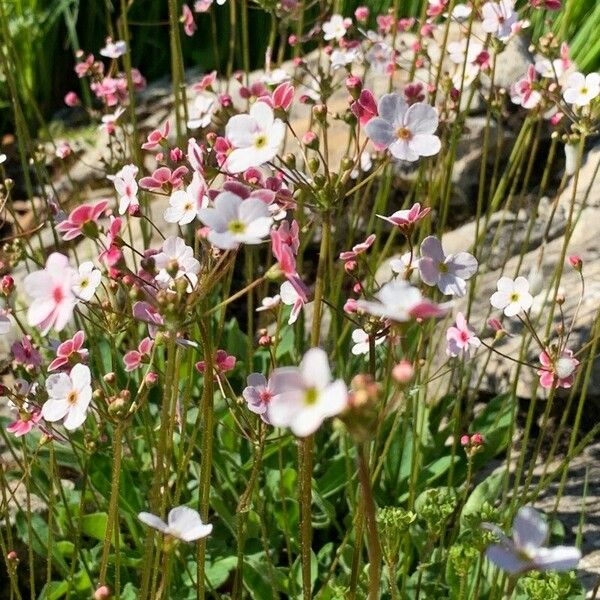 Androsace septentrionalis Flor