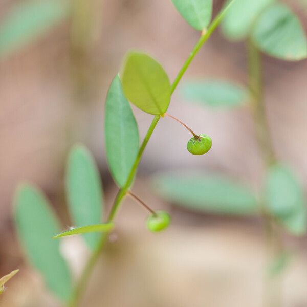 Phyllanthus virgatus Плод