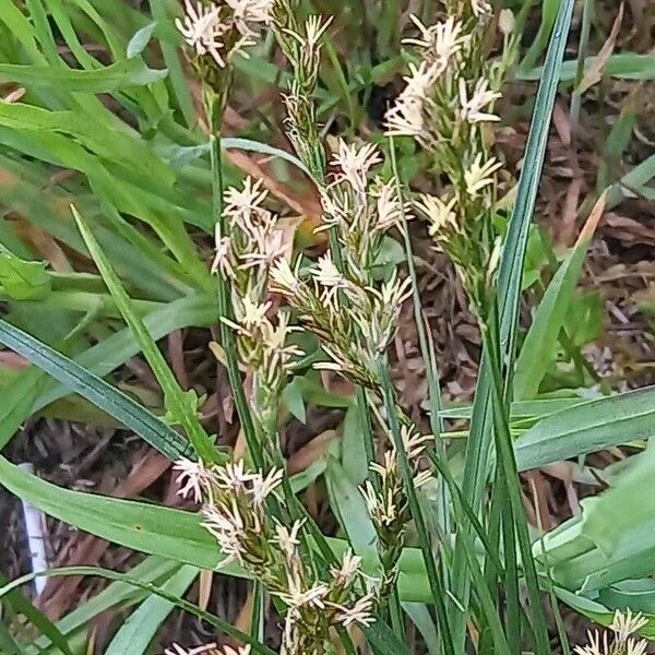 Carex brizoides Flower