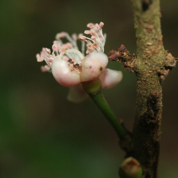 Eugenia stictopetala Flower