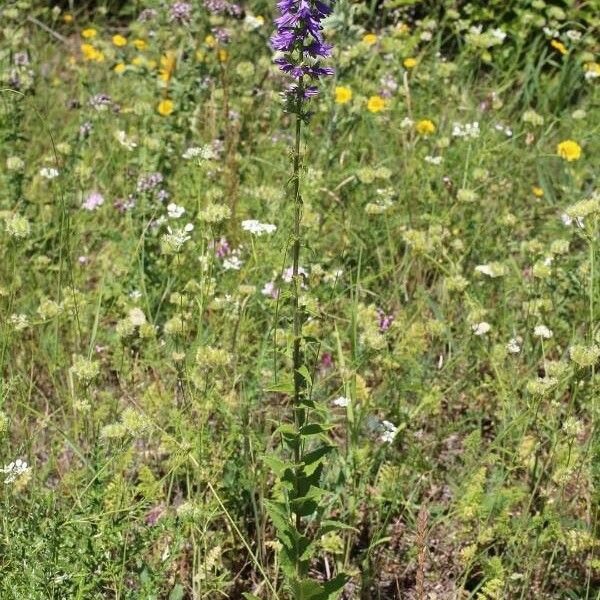 Campanula bononiensis Tervik taim