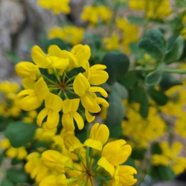 Coronilla coronata Flor