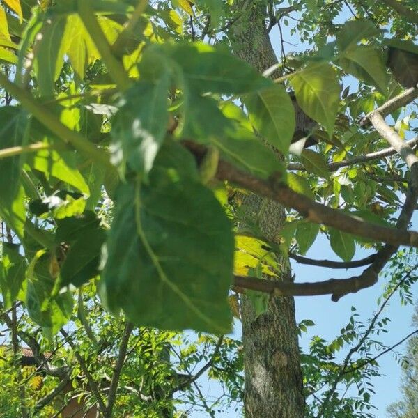 Ailanthus altissima Blatt