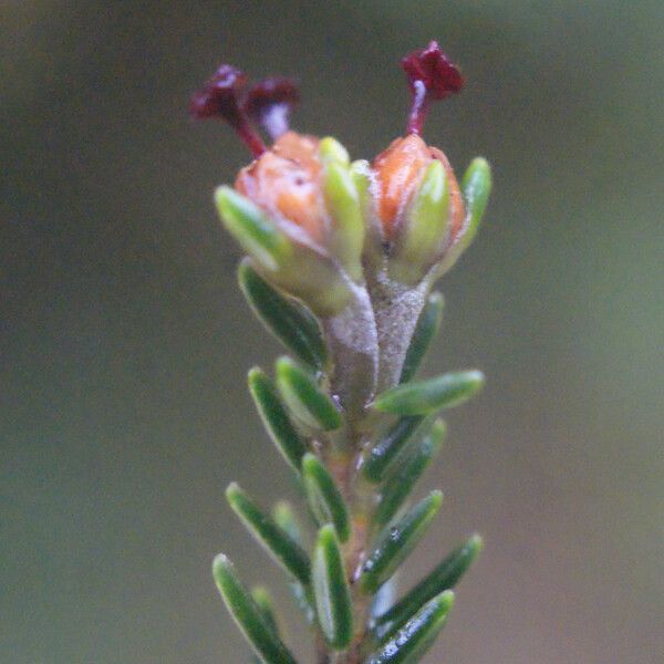 Erica arborescens Цветок