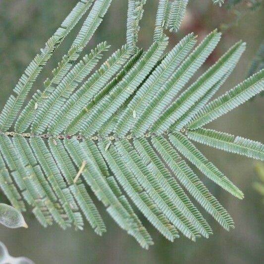 Acacia mearnsii Other