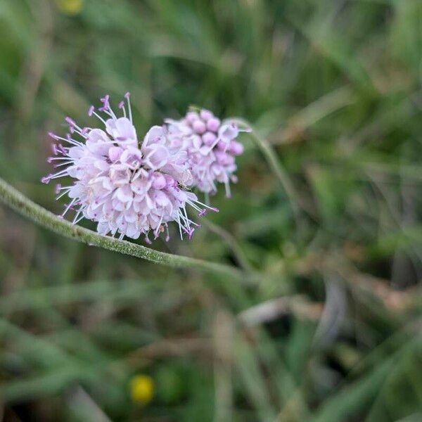 Succisella inflexa ফুল