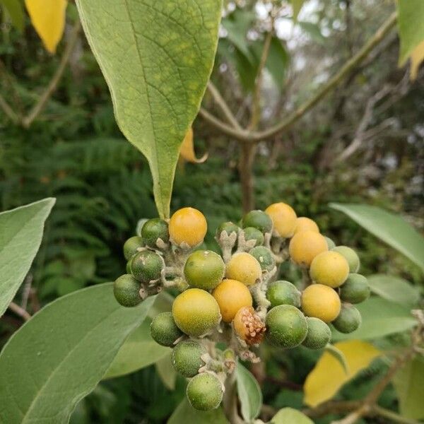 Solanum mauritianum Meyve