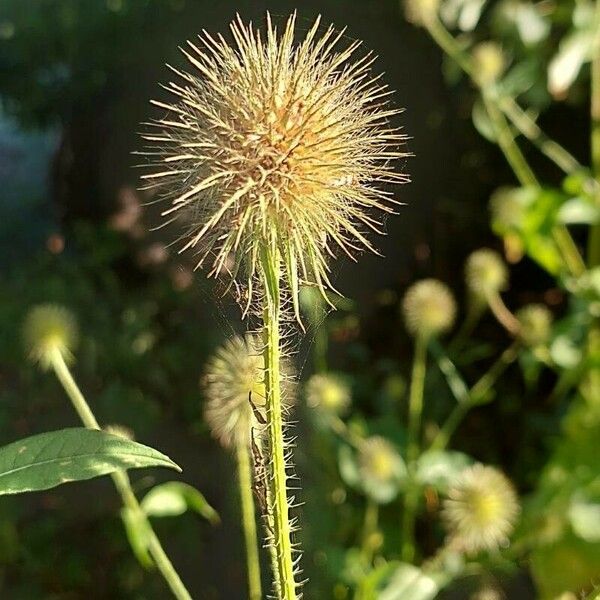 Dipsacus pilosus 花