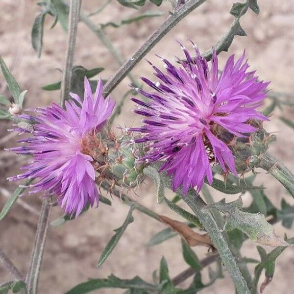 Centaurea aspera Çiçek