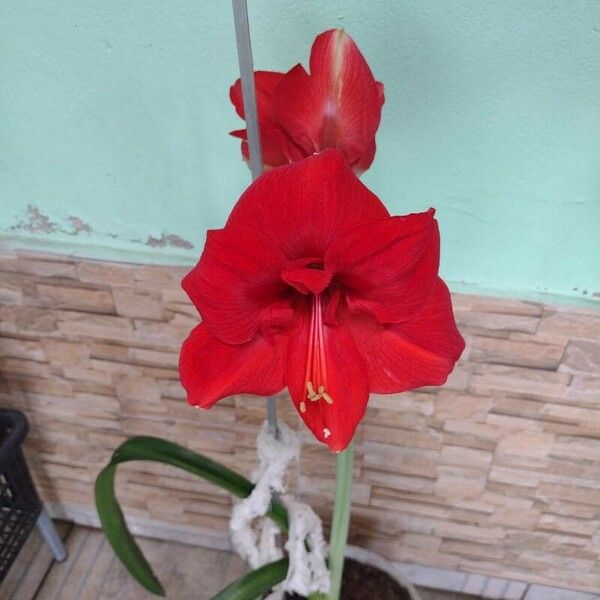 Hippeastrum reginae Flor