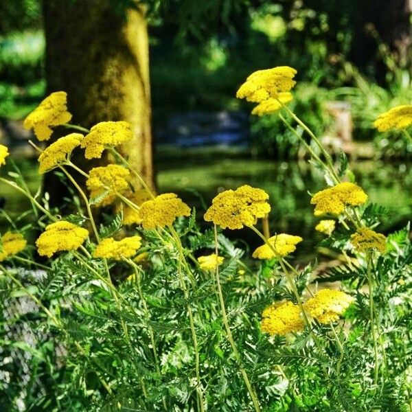 Achillea filipendulina Цвят