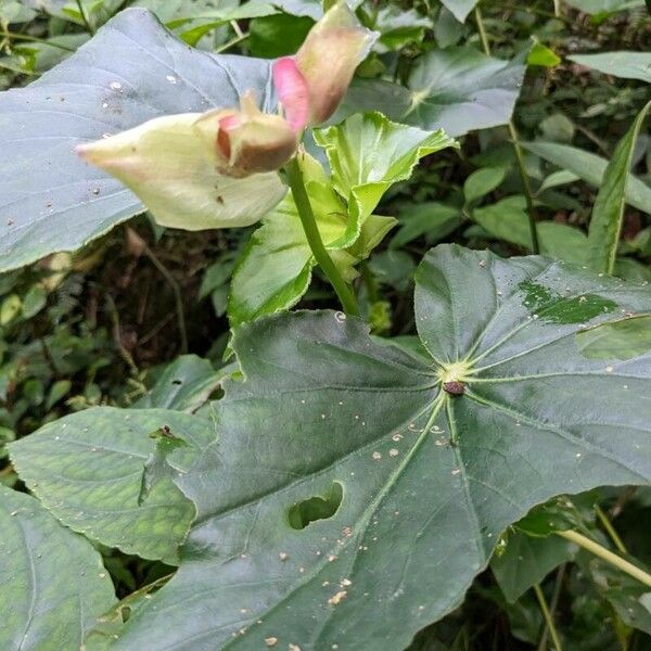 Begonia formosana 花