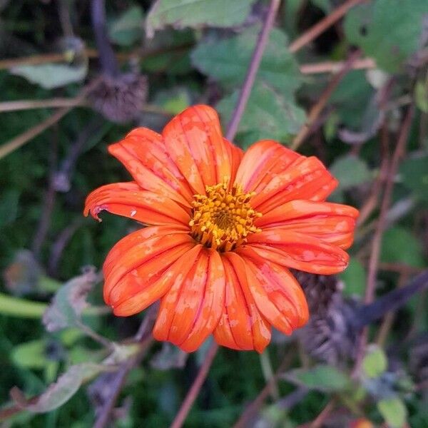 Tithonia rotundifolia Floro