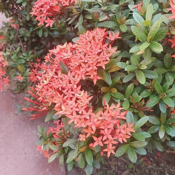 Ixora chinensis عادت داشتن