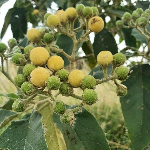 Solanum erianthum Frucht