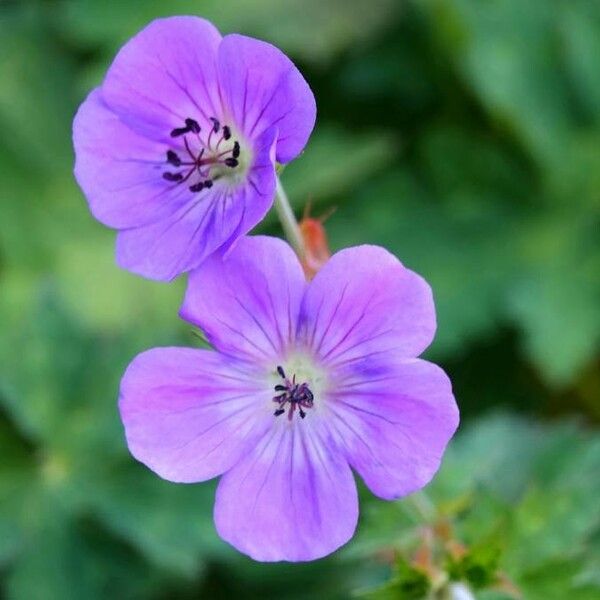 Geranium sylvaticum Flower