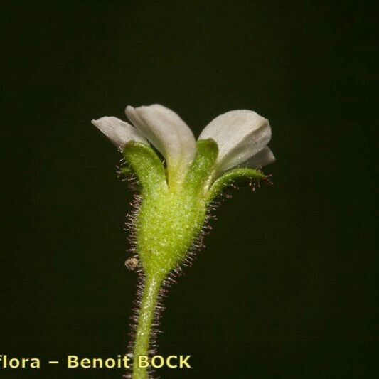 Saxifraga adscendens Annet