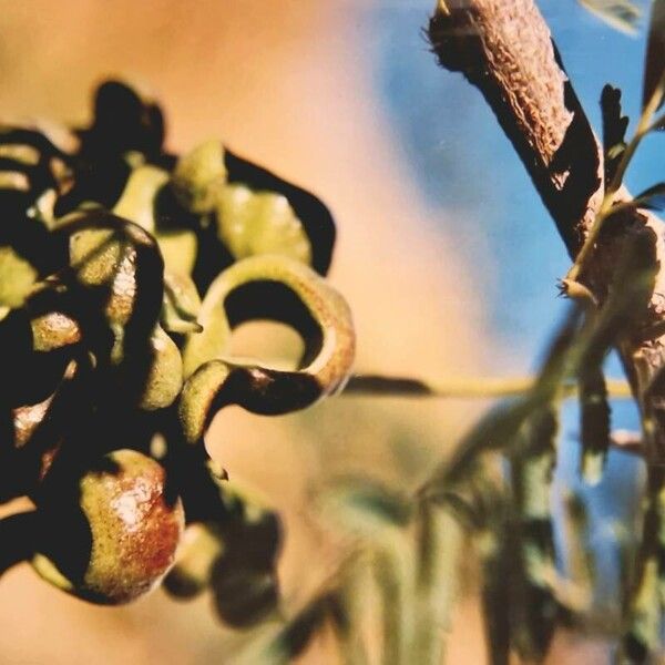 Dichrostachys cinerea Φρούτο