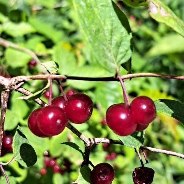 Lonicera xylosteum Fruit