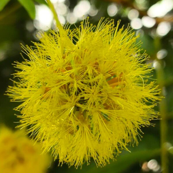 Cojoba arborea Blomst