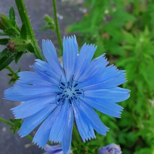 Cichorium endivia 花