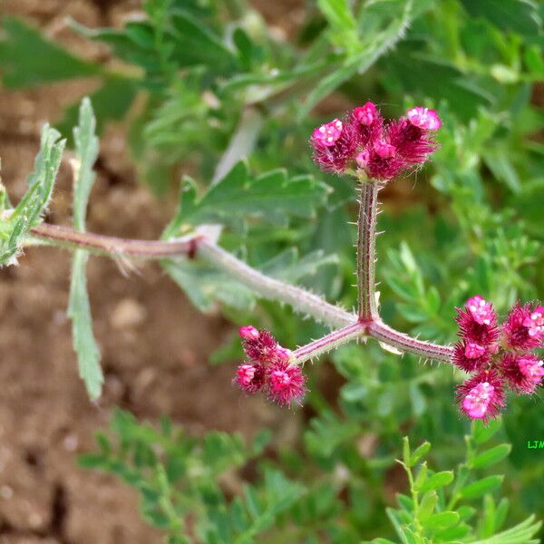 Turgenia latifolia Blomst