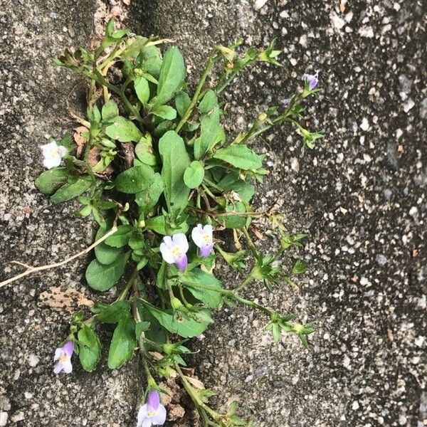 Mazus pumilus Fiore