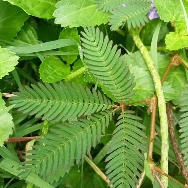 Mimosa pudica Blatt