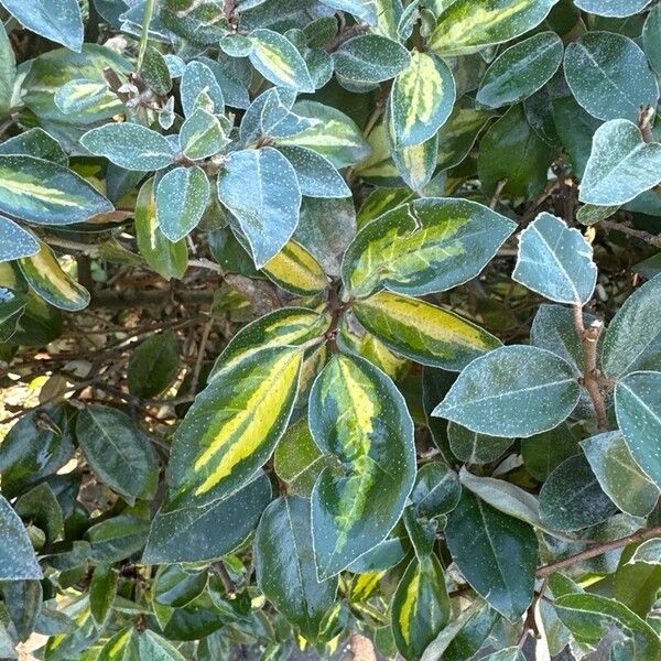 Elaeagnus × submacrophylla Foglia